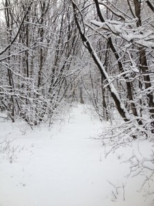 Budaors Forest